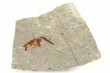 Ordovician Carpoid Fossil - Ktaoua Formation, Morocco #289197-1